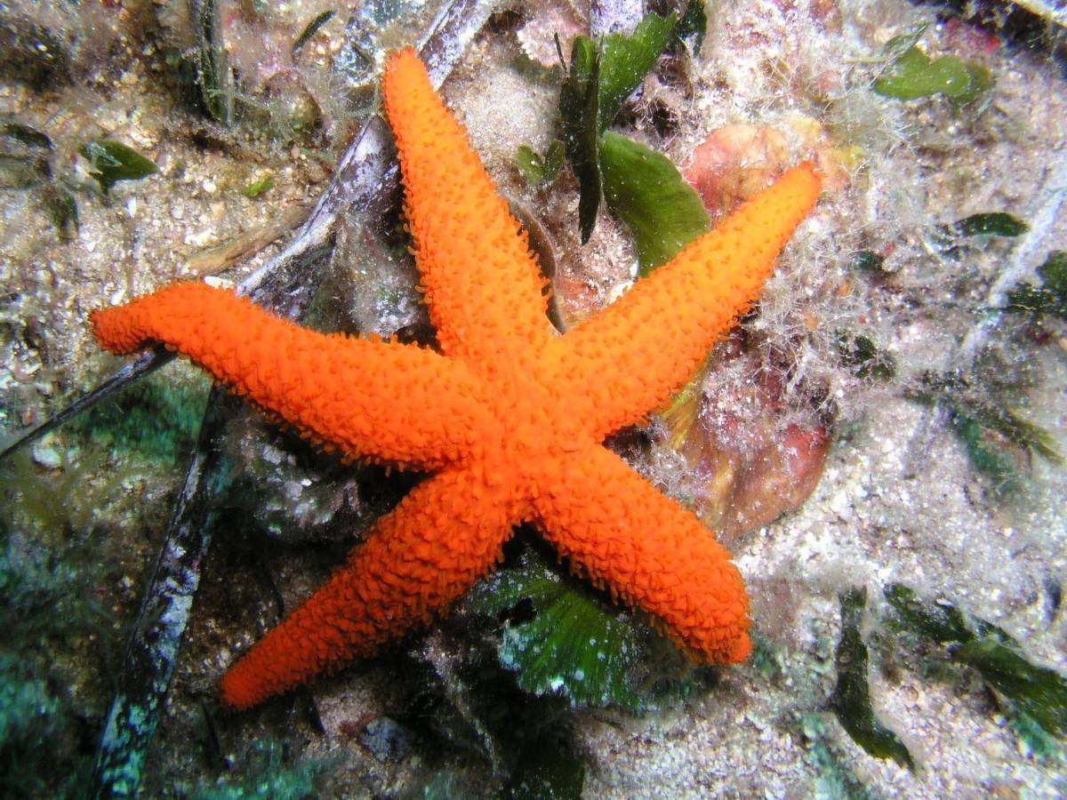 Thalassa Mahdia Exteriör bild